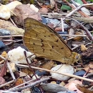 Heteronympha merope at Goulburn, NSW - 7 Dec 2024