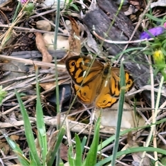 Heteronympha merope at Goulburn, NSW - 7 Dec 2024