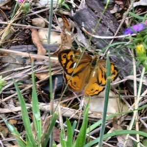 Heteronympha merope at Goulburn, NSW - 7 Dec 2024