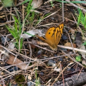 Heteronympha merope at Goulburn, NSW - 7 Dec 2024