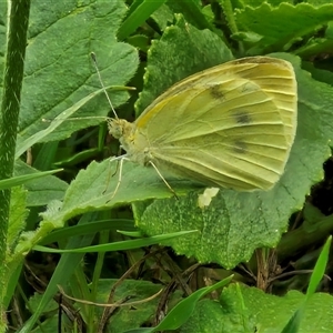 Pieris rapae (Cabbage White) at Goulburn, NSW by trevorpreston