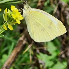 Pieris rapae at Goulburn, NSW - 7 Dec 2024 10:45 AM