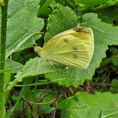 Pieris rapae at Goulburn, NSW - 7 Dec 2024 10:45 AM