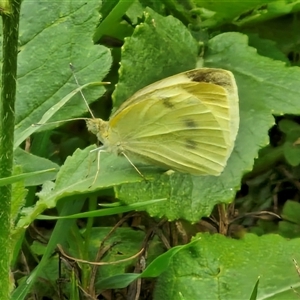 Pieris rapae at Goulburn, NSW - 7 Dec 2024 10:45 AM