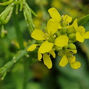 Hirschfeldia incana at Goulburn, NSW - 7 Dec 2024