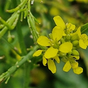 Hirschfeldia incana at Goulburn, NSW - 7 Dec 2024