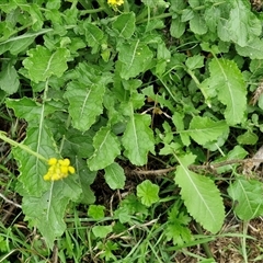 Hirschfeldia incana at Goulburn, NSW - 7 Dec 2024