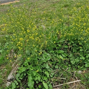 Hirschfeldia incana at Goulburn, NSW - 7 Dec 2024