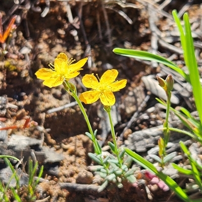 Hypericum gramineum (Small St Johns Wort) at Hawker, ACT - 8 Dec 2024 by sangio7