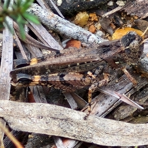 Unidentified Grasshopper (several families) at Goulburn, NSW by trevorpreston