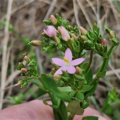 Centaurium erythraea (Common Centaury) at Goulburn, NSW - 7 Dec 2024 by trevorpreston