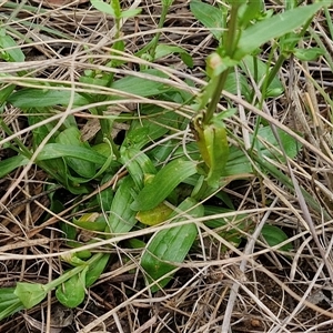 Centaurium erythraea at Goulburn, NSW - 7 Dec 2024