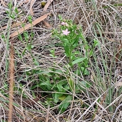 Centaurium erythraea at Goulburn, NSW - 7 Dec 2024