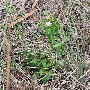 Centaurium erythraea at Goulburn, NSW - 7 Dec 2024