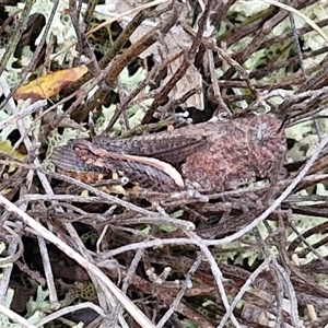 Cirphula pyrrhocnemis at Goulburn, NSW - 7 Dec 2024