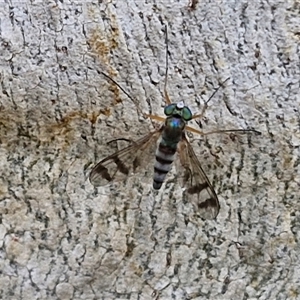 Unidentified True fly (Diptera) at Goulburn, NSW by trevorpreston