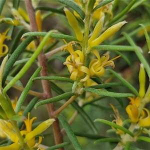 Persoonia mollis subsp. livens at Goulburn, NSW by trevorpreston