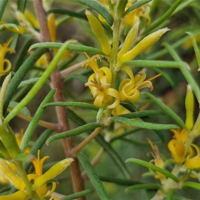 Persoonia mollis subsp. livens at Goulburn, NSW - 6 Dec 2024 by trevorpreston