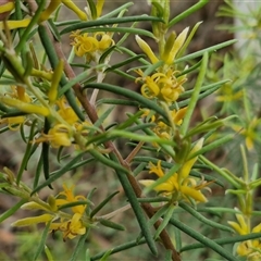 Persoonia mollis subsp. livens at Goulburn, NSW - 7 Dec 2024 10:27 AM