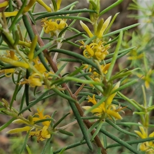 Persoonia mollis subsp. livens at Goulburn, NSW - 7 Dec 2024 10:27 AM