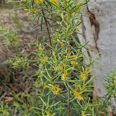 Persoonia mollis subsp. livens at Goulburn, NSW - 7 Dec 2024 10:27 AM