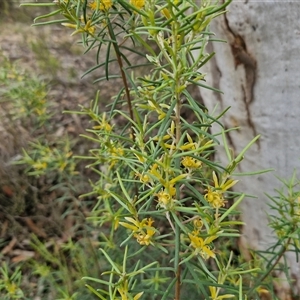 Persoonia mollis subsp. livens at Goulburn, NSW - 7 Dec 2024 10:27 AM