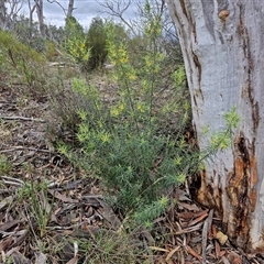 Persoonia mollis subsp. livens at Goulburn, NSW - 7 Dec 2024 10:27 AM