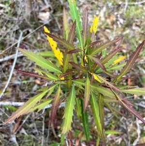 Lomatia myricoides at Harolds Cross, NSW - 7 Dec 2024 11:26 AM