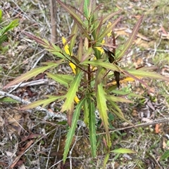 Lomatia myricoides at Harolds Cross, NSW - 7 Dec 2024 11:26 AM