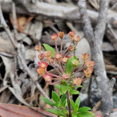 Pomax umbellata (A Pomax) at Goulburn, NSW - 7 Dec 2024 by trevorpreston