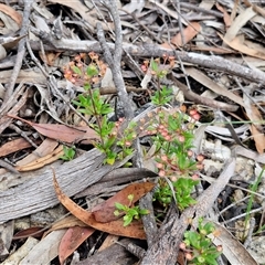 Pomax umbellata at Goulburn, NSW - 7 Dec 2024 10:26 AM