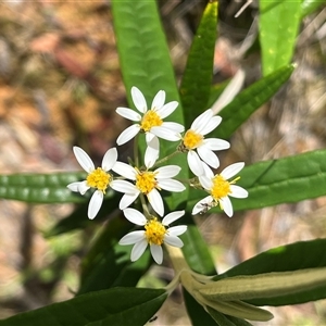 Olearia lirata at Harolds Cross, NSW - 7 Dec 2024 11:25 AM