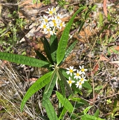 Olearia lirata at Harolds Cross, NSW - 7 Dec 2024