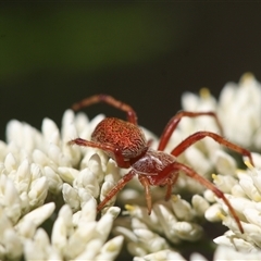 Salsa fuliginata (Sooty Orb-weaver) at Tharwa, ACT - 8 Dec 2024 by Montane