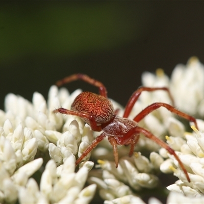 Unidentified Spider at Tharwa, ACT - 8 Dec 2024 by Montane