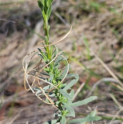 Epilobium billardiereanum subsp. cinereum (Hairy Willow Herb) at Hawker, ACT - 8 Dec 2024 by sangio7