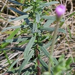 Epilobium billardiereanum subsp. cinereum at Hawker, ACT - 8 Dec 2024 10:03 AM