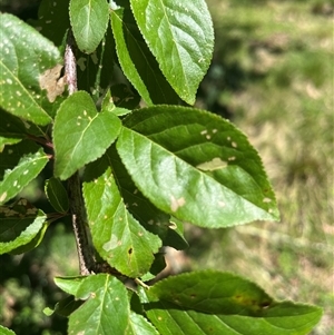 Prunus sp. at Harolds Cross, NSW - 8 Dec 2024 11:20 AM