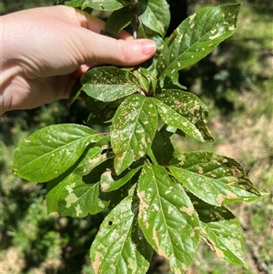 Prunus sp. at Harolds Cross, NSW - 8 Dec 2024 11:20 AM