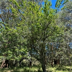 Prunus sp. at Harolds Cross, NSW - 8 Dec 2024 11:20 AM