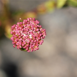 Platysace lanceolata (Shrubby Platysace) at Tharwa, ACT by Montane