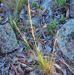 Austrostipa scabra (Corkscrew Grass, Slender Speargrass) at Hawker, ACT - 8 Dec 2024 by sangio7