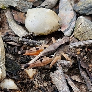 Phaulacridium vittatum at Goulburn, NSW by trevorpreston