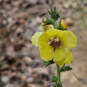 Verbascum virgatum (Green Mullein) at Goulburn, NSW by trevorpreston