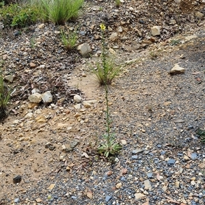 Verbascum virgatum at Goulburn, NSW - 7 Dec 2024 10:25 AM