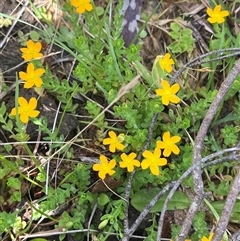 Hypericum japonicum (Creeping St John's Wort) at Harolds Cross, NSW - 7 Dec 2024 by courtneyb