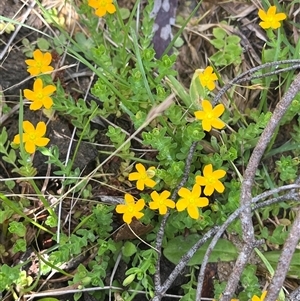 Hypericum japonicum (Creeping St John's Wort) at Harolds Cross, NSW by courtneyb