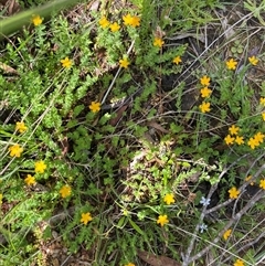 Hypericum japonicum at Harolds Cross, NSW - 7 Dec 2024