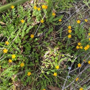 Hypericum japonicum at Harolds Cross, NSW - 7 Dec 2024