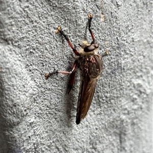 Colepia malleola at Kurri Kurri, NSW by shadowfeet